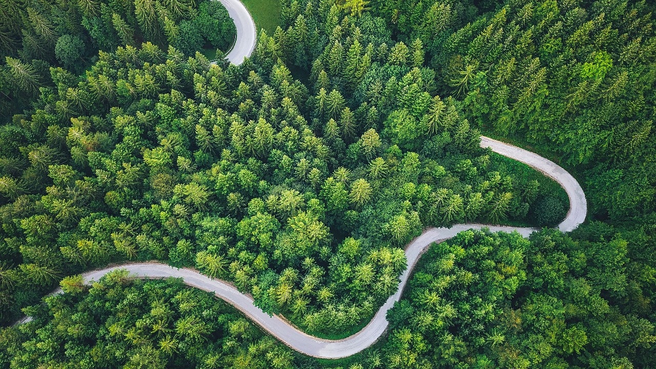 Aerial view of a road in a forest